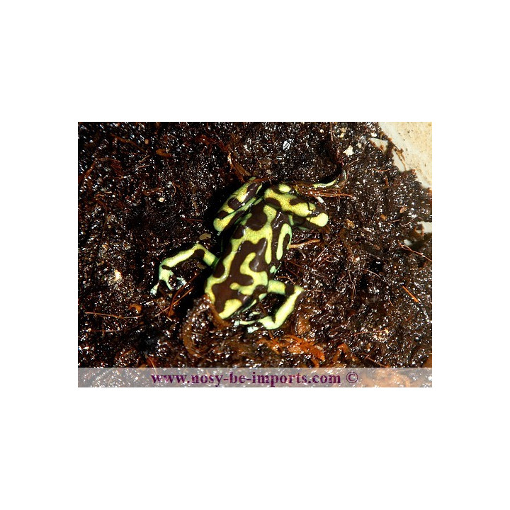 Dendrobates auratus reticulatus