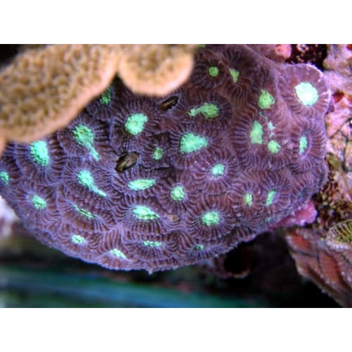 Favia sp. violet