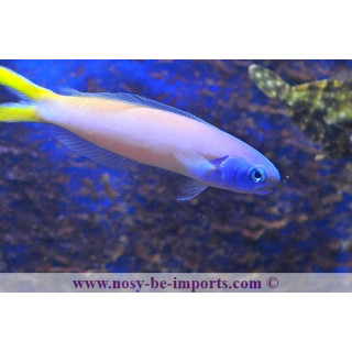 Hoplolatilus starcki