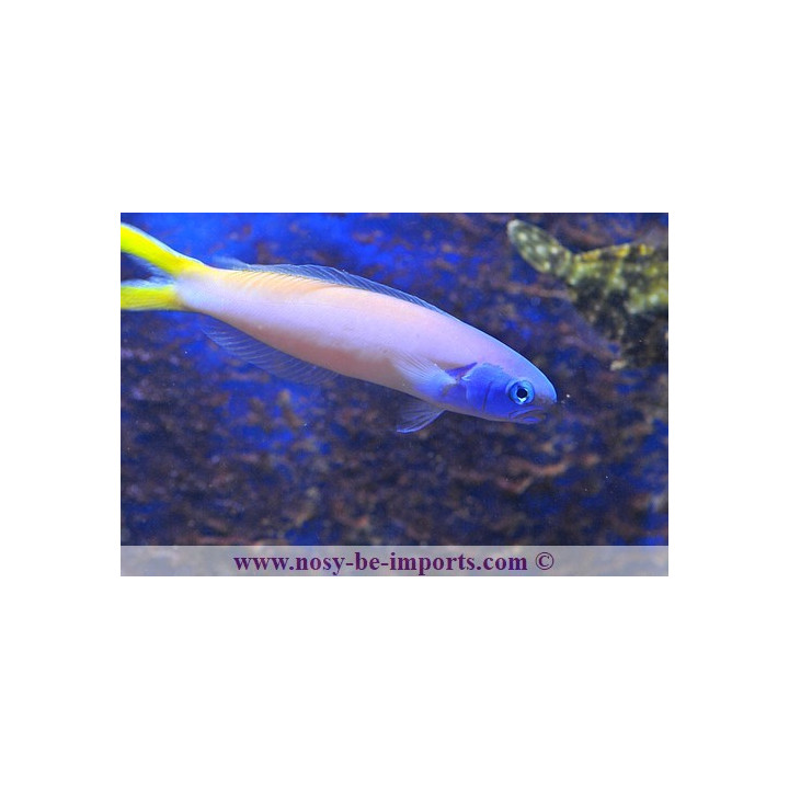 Hoplolatilus starcki