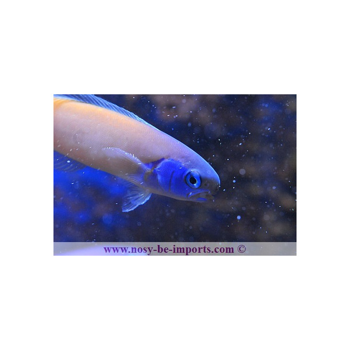 Hoplolatilus starcki