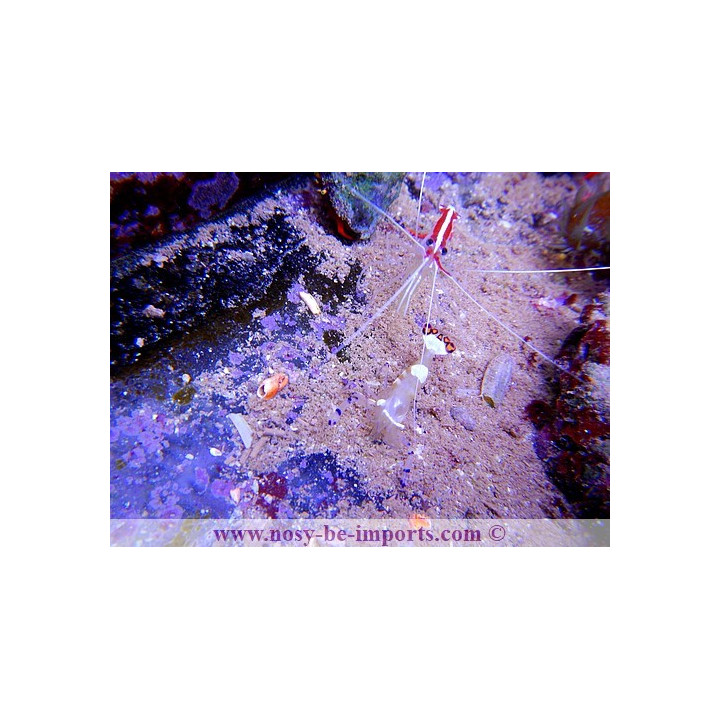 Periclimenes brevicarpalis - Ancylocaris brevicarpalis 