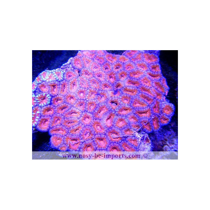 Acanthastrea lordhowensis