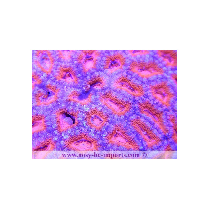 Acanthastrea lordhowensis