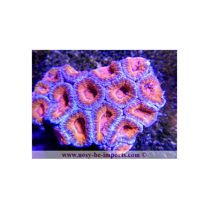 Acanthastrea lordhowensis