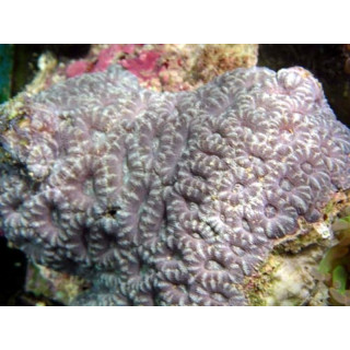 Acanthastrea sp. coloré