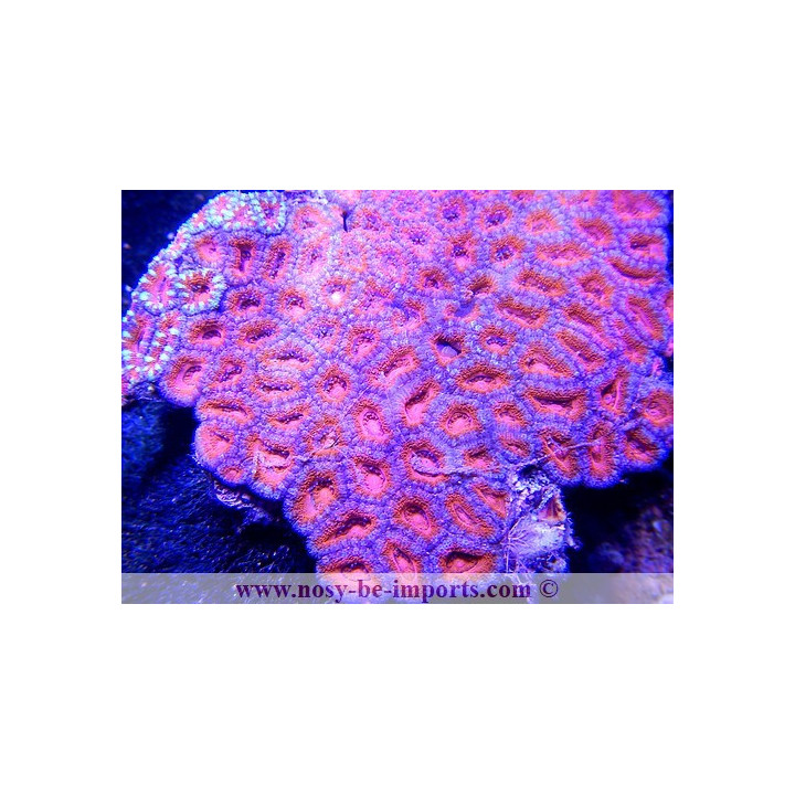 Acanthastrea lordhowensis