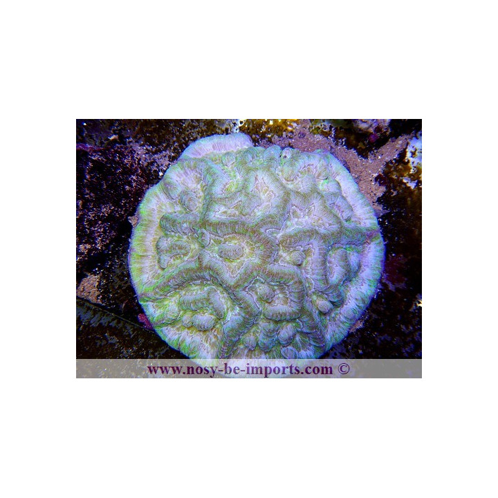 Australophyllia wilsoni