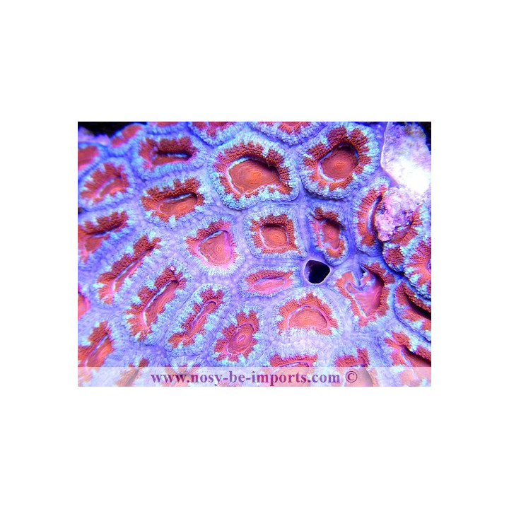 Acanthastrea lordhowensis