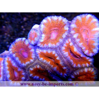 Acanthastrea lordhowensis