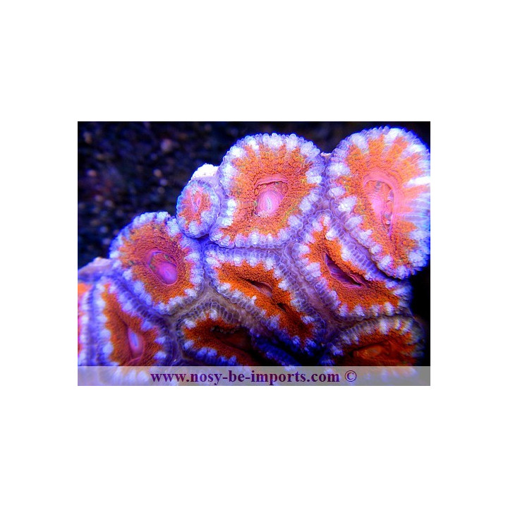 Acanthastrea lordhowensis