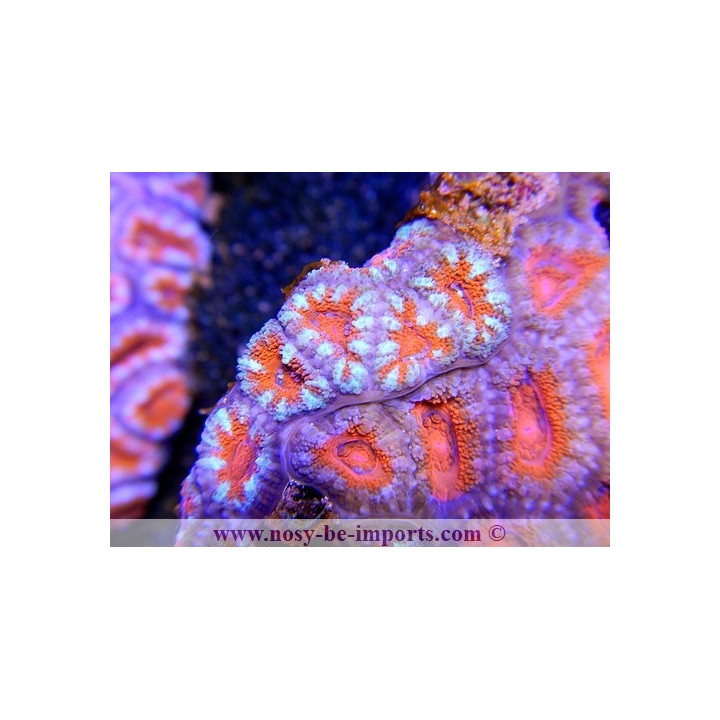 Acanthastrea lordhowensis