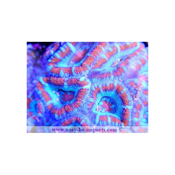 Acanthastrea lordhowensis