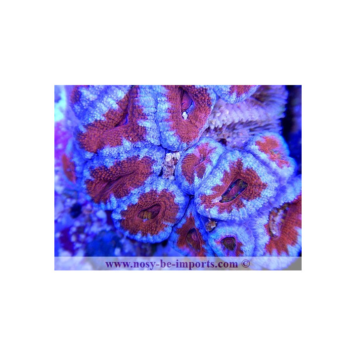 Acanthastrea lordhowensis