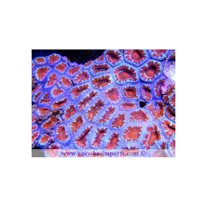 Acanthastrea lordhowensis