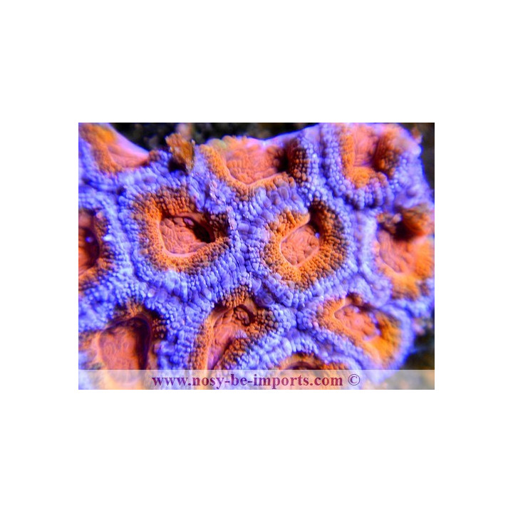 Acanthastrea lordhowensis