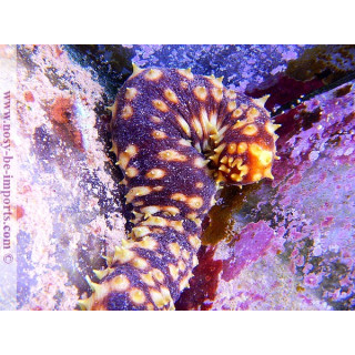 Holothuria hilla