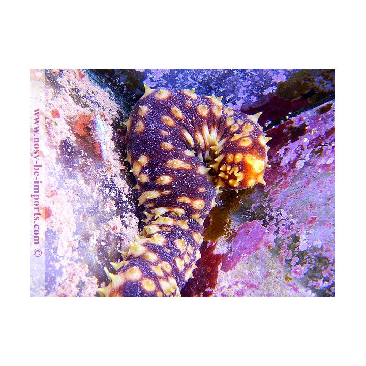 Holothuria hilla