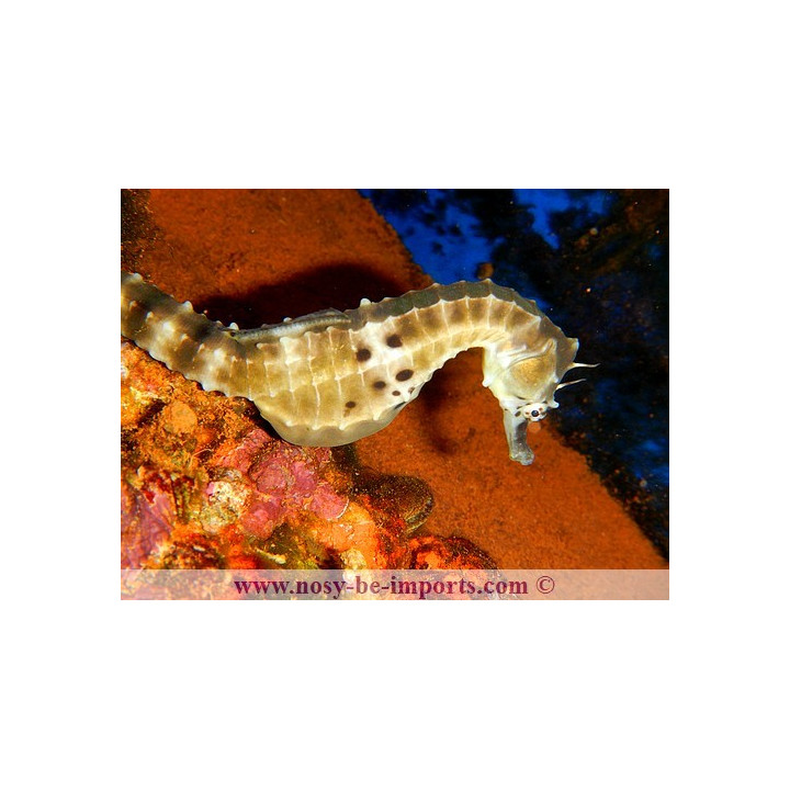 Hippocampus abdominalis