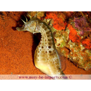 Hippocampus abdominalis