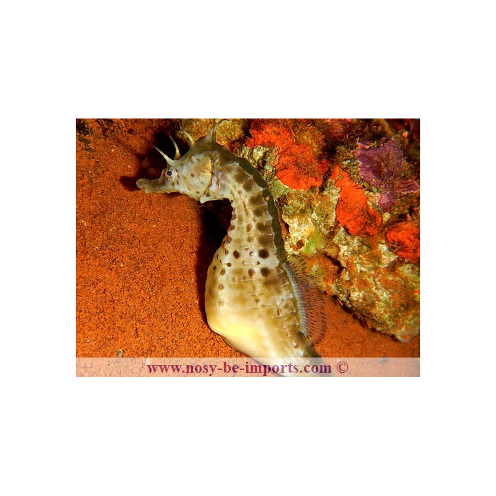 Hippocampus abdominalis
