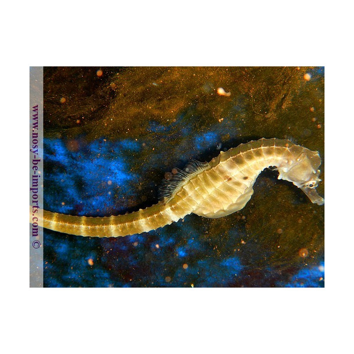 Hippocampus abdominalis