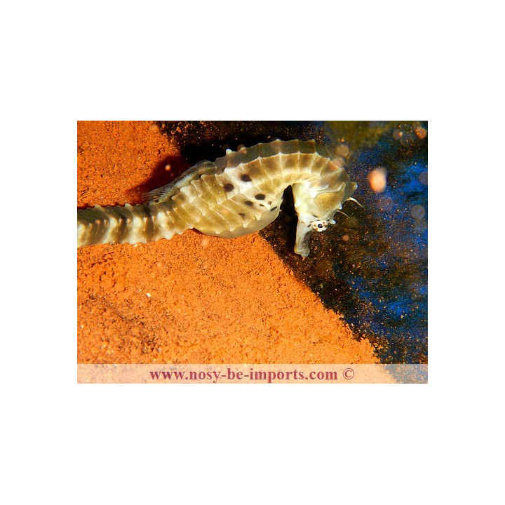 Hippocampus abdominalis