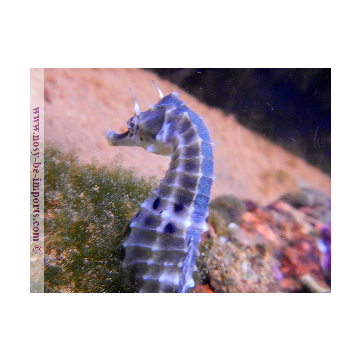 Hippocampus abdominalis