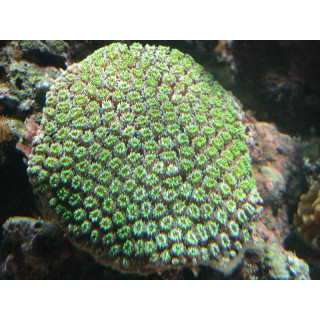 Galaxea fascicularis -coraux VPC - Aquarium sur mesure