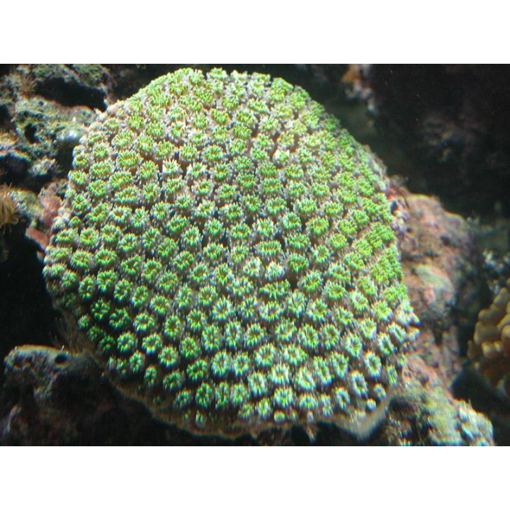 Galaxea fascicularis -coraux VPC - Aquarium sur mesure