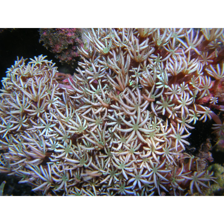 Tubipora musica