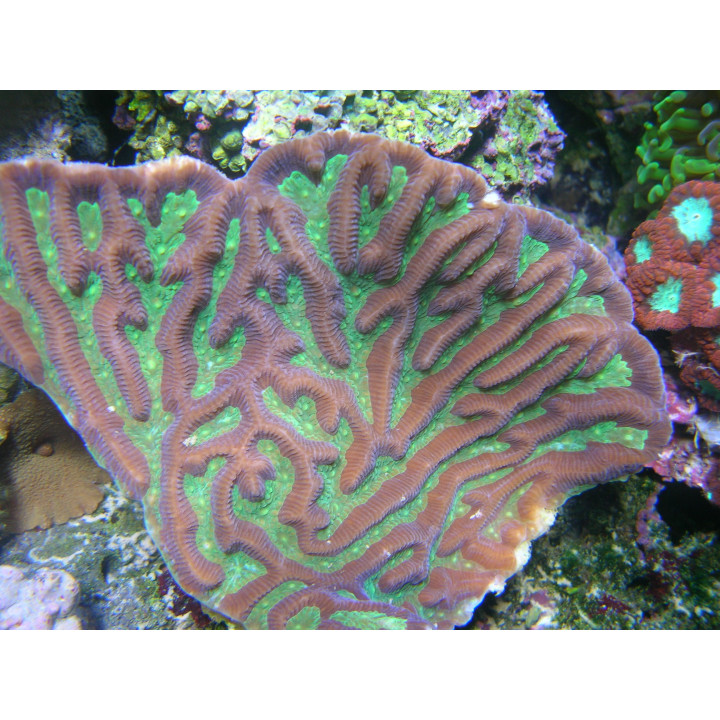 Platygyra sp.