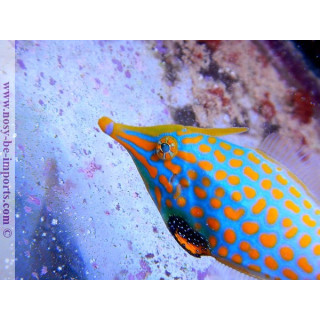 Oxymonacanthus longirostris