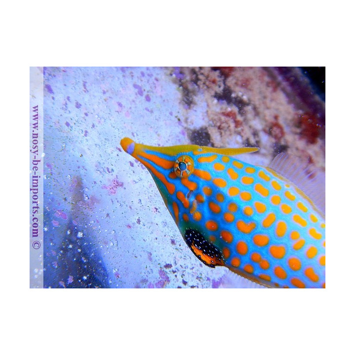 Oxymonacanthus longirostris