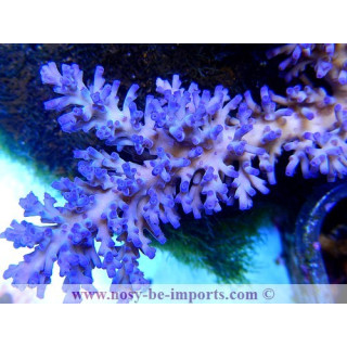 Acropora echinata ice fire