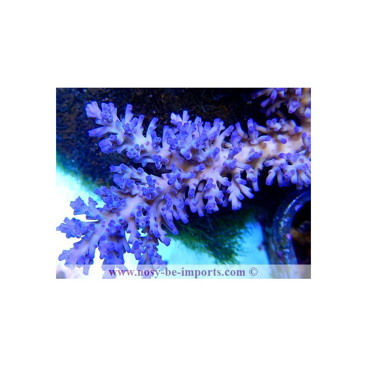 Acropora echinata ice fire