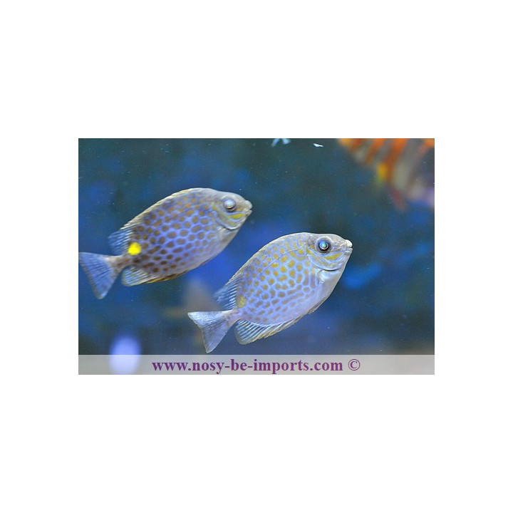 Siganus guttatus