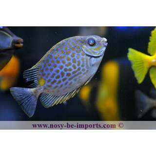 Siganus guttatus