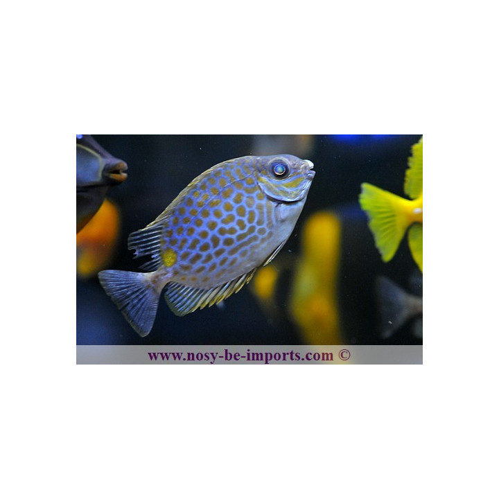 Siganus guttatus