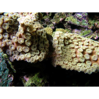 Turbinaria peltata polypes jaunes
