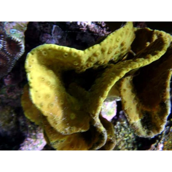 Turbinaria reniformis