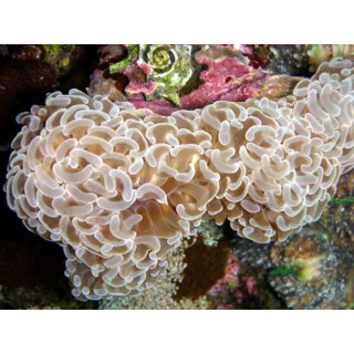 Euphyllia ancora crystal