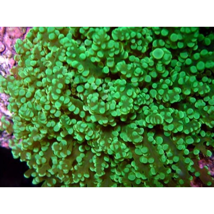 Euphyllia divisa vert
