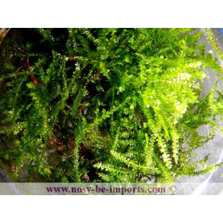 Taxiphyllum alternans - Taiwan moss