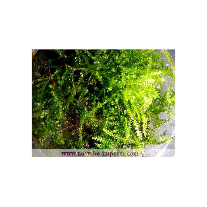 Taxiphyllum alternans - Taiwan moss