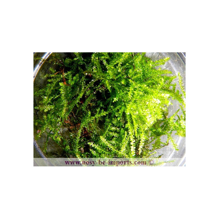 Taxiphyllum alternans - Taiwan moss