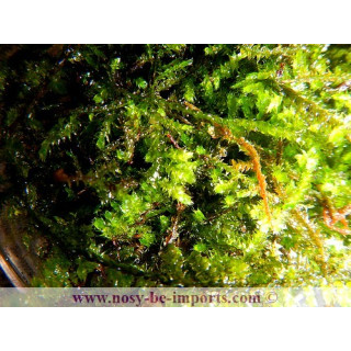Taxiphyllum barbieri