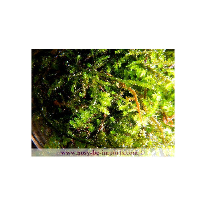 Taxiphyllum barbieri