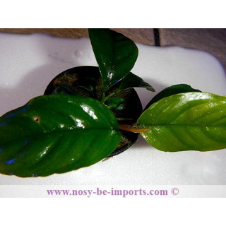 Anubia caffeefolia