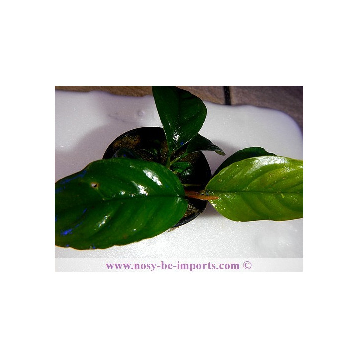 Anubia caffeefolia
